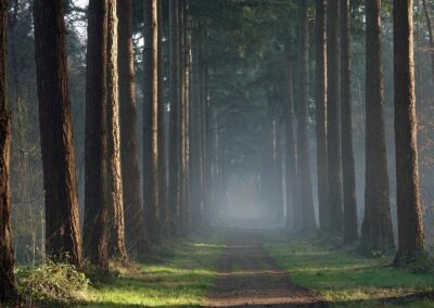 Veluwse Boshut omgeving natuur