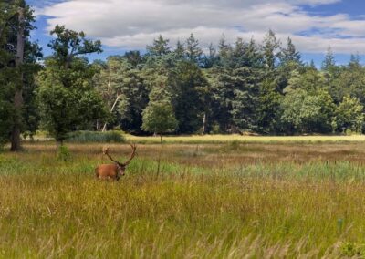 Veluwse Boshut natuur omgeving