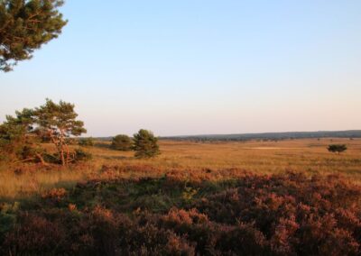 Veluwse Boshut natuur